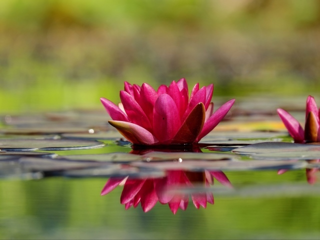 Два красивый розовых цветка водяной лилии в воде 