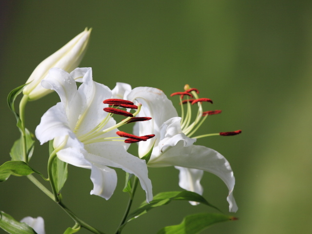Две нежные белые лилии с бутоном
