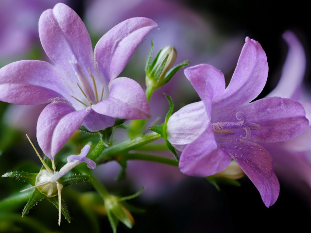 Два сиреневых колокольчика крупным планом