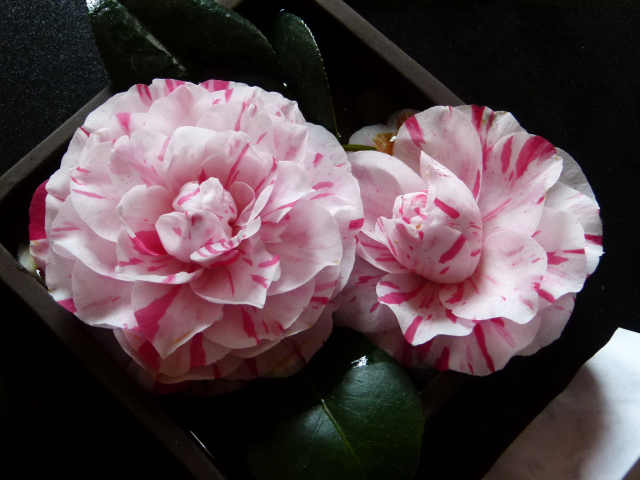 Два розовых цветка камелии крупным планом