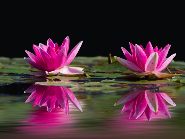 Два розовых цветка лотоса в воде 