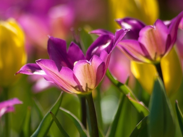 Два фиолетовых цветка тюльпана крупным планом