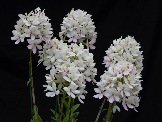 Необычные белые экзотические цветы орхидеи