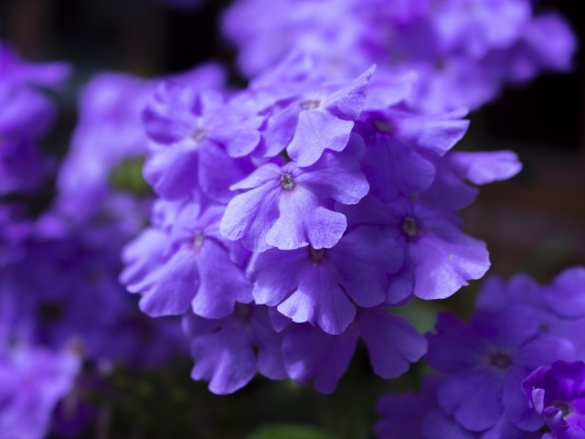 Фиолетовый цветок гортензии крупным планом