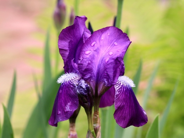 Фиолетовый цветок ириса в каплях дождя крупным планом