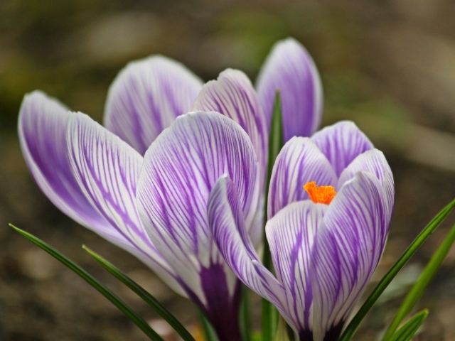 Фиолетовые весенние крокусы крупным планом