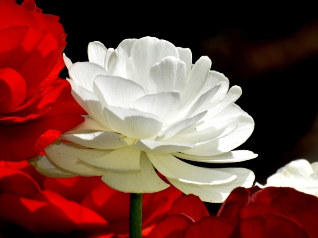 Белые и красные цветы лютика