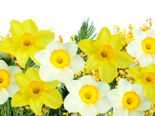 Белые и желтые нарциссы с мимозой на белом фоне