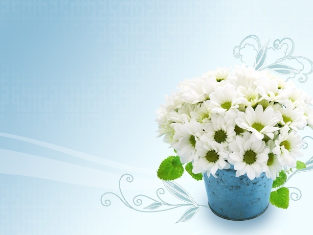 Белые красивые хризантемы на голубом фоне