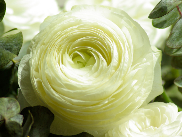 Белый лютик крупным планом