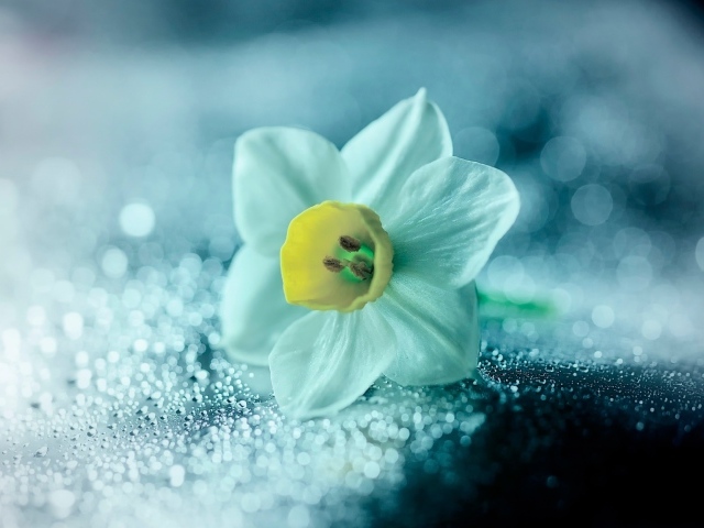 Белый цветок нарцисса на мокрой поверхности
