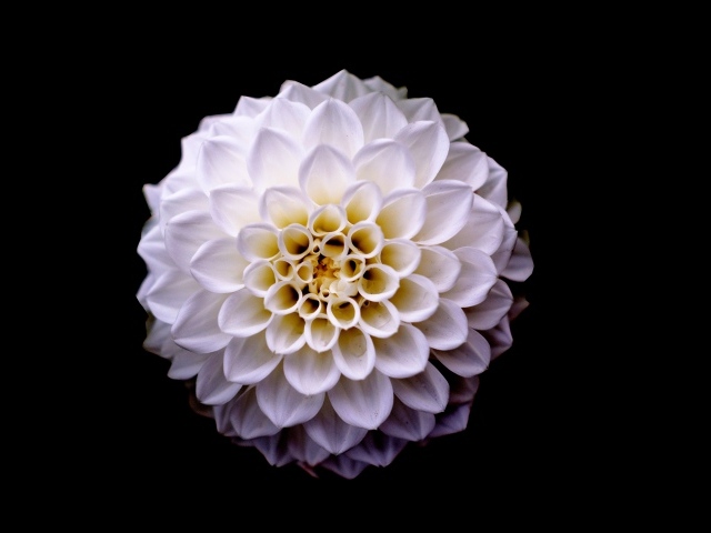 Белый цветок георгины на черном фоне