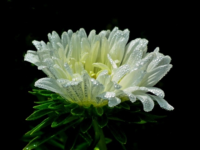 Белый цветок астры в каплях розы на черном фоне