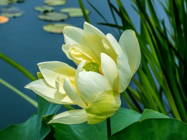 Белый цветок водяной лилии с зелеными листьями в пруду