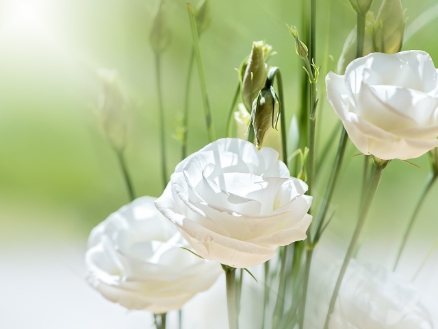 Белые цветы Эустома с бутонами в лучах солнца