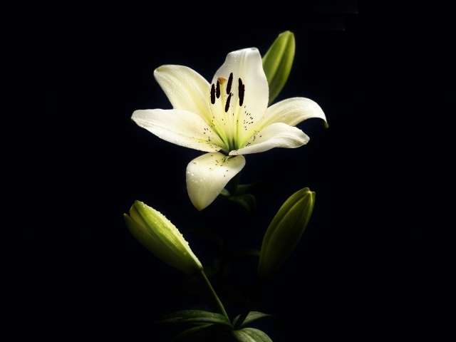 Белая лилия с бутонами на черном фоне
