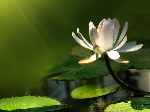 Белый цветок лотоса в воде в лучах солнца