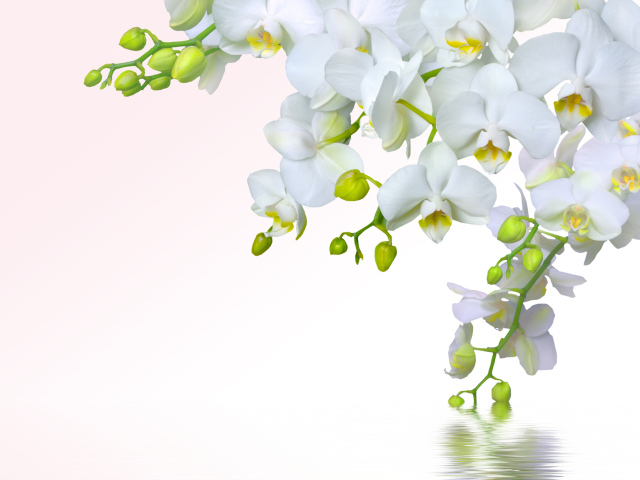 Ветка белой орхидеи на белом фоне, шаблон для открытки