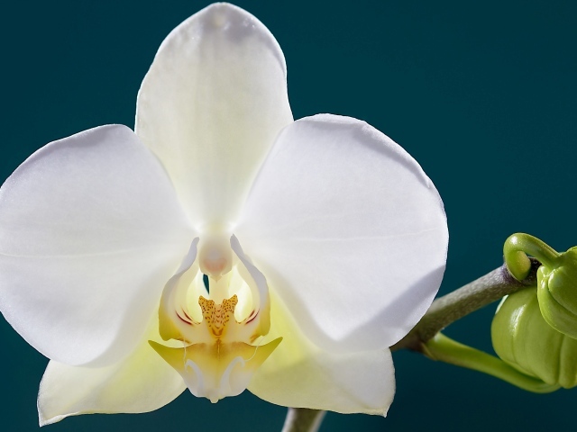 Белый цветок орхидеи с бутонами крупным планом