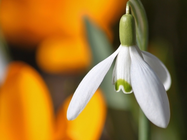Белый весенний подснежник крупным планом