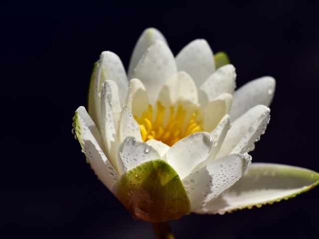 Белая водяная лилия в каплях воды на синем фоне