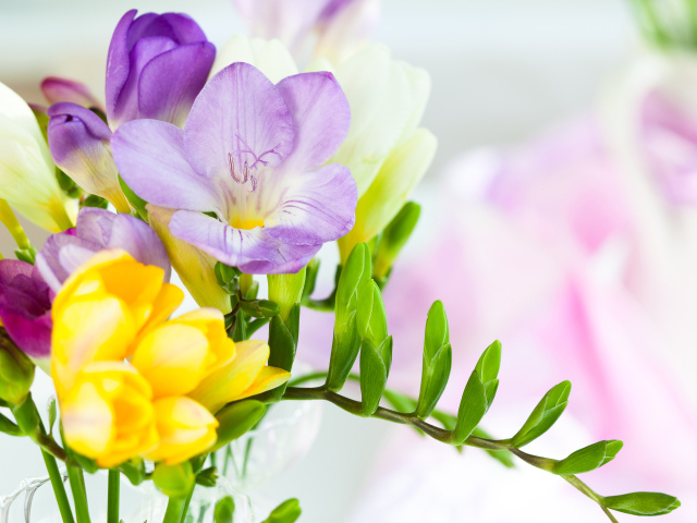 Желтые и сиреневые цветы фрезии