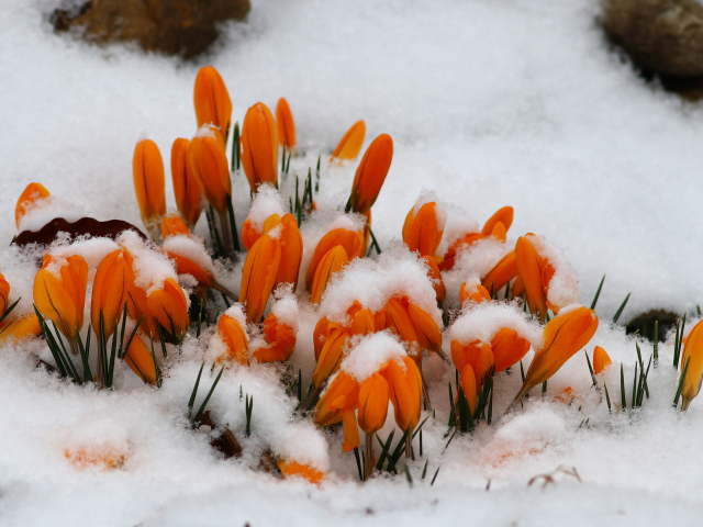 Желтые крокусы в снегу 