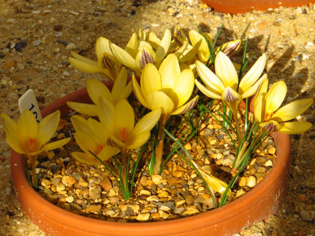 Желтые крокусы на декоративной клумбе