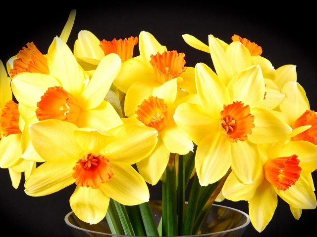 Желтые нарциссы в вазе на черном фоне