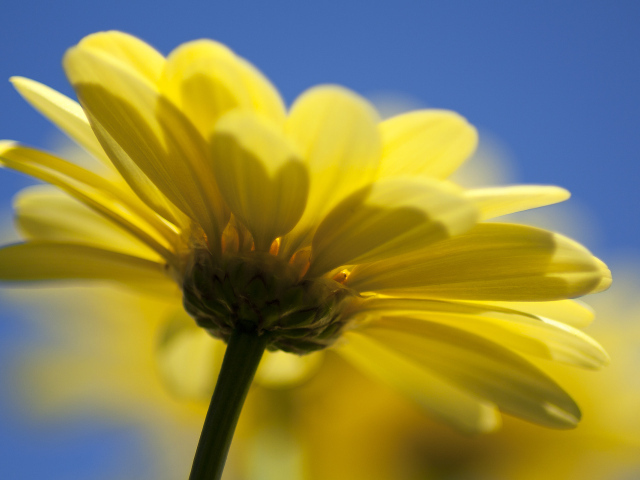 Желтый цветок герберы на голубом фоне