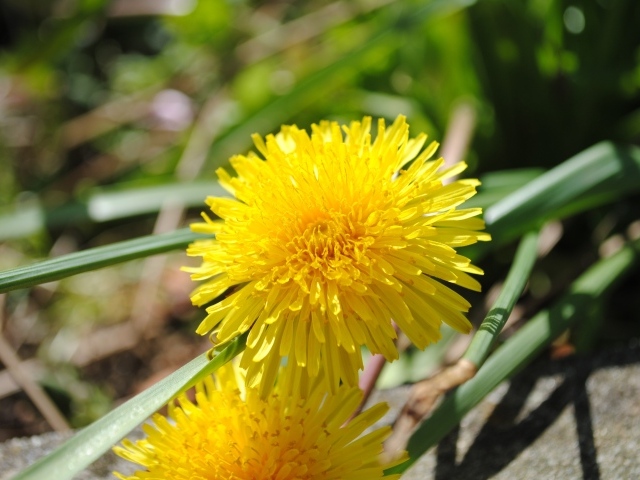 Желтый летний цветок одуванчика