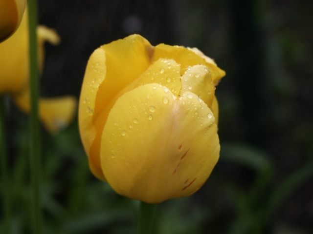 Желтый цветок тюльпана в каплях росы крупным планом