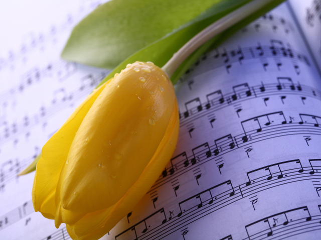 Желтый тюльпан лежит на нотах