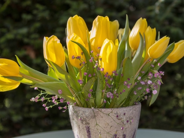 Желтые тюльпаны с цветами гипсофилы в вазе