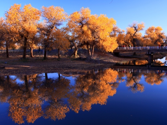 Покрытые желтыми листьями деревья отражаются в воде осенью