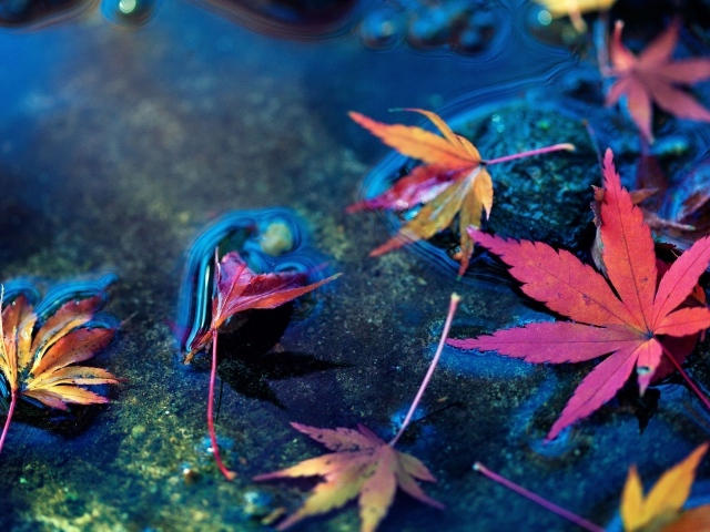 Красные осенние листья в холодной луже 