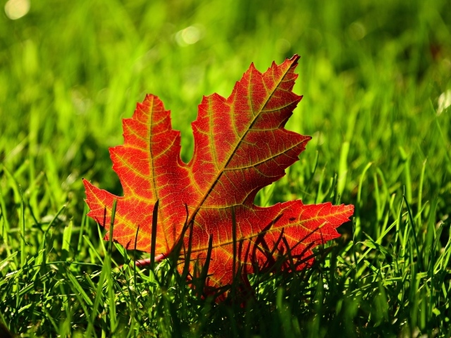 Желтый опавший осенний лист в зеленой траве
