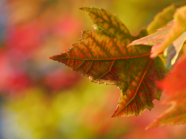 Желтый лист осенью крупным планом