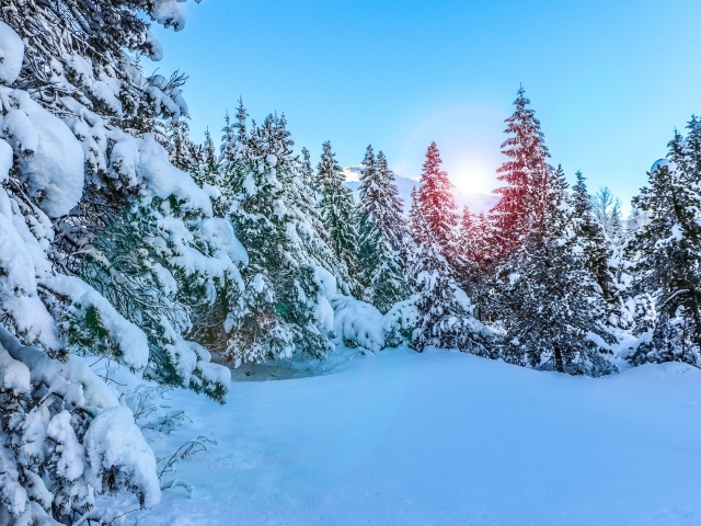 Красивые заснеженные ели в лучах зимнего солнца под голубым небом