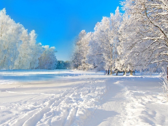 Красивый зимний пейзаж с покрытыми инеем деревьями под голубым небом