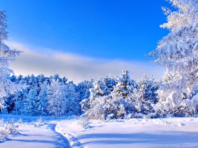 Следы на выпавшем снегу в покрытом инеем лесу зимой