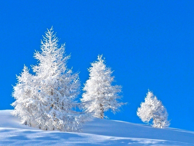 Покрытые инеем ели на голубом фоне зимой