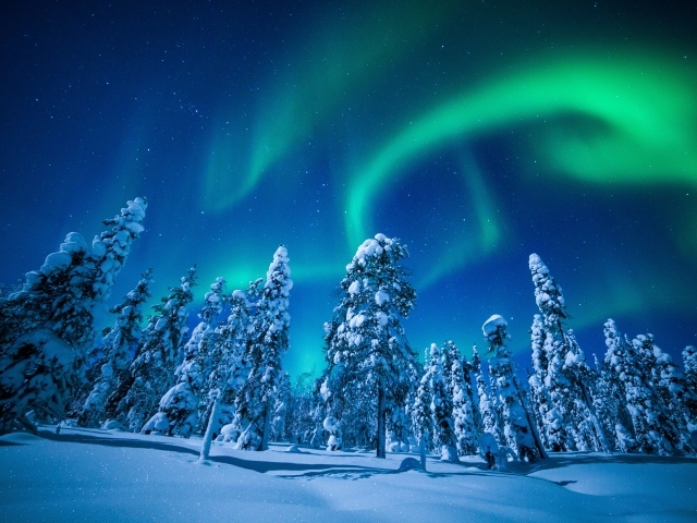 Северное сияние в небе над покрытыми снегом елями, Финляндия