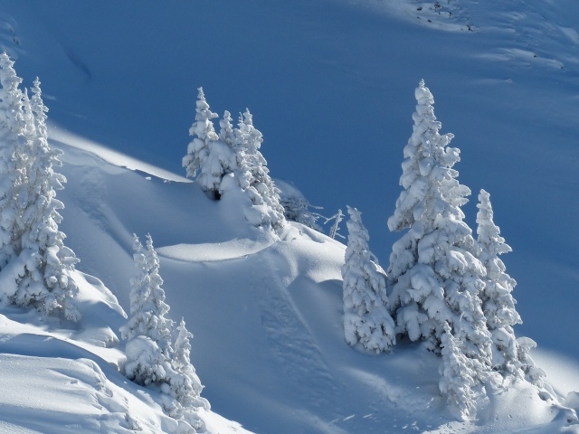Заснеженные ели на склоне горы зимой