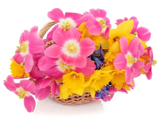 Розовые тюльпаны, нарциссы и гиацинты в корзине на белом фоне