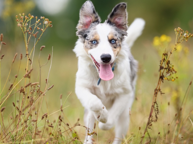 Голубоглазая собака породы бордер колли с высунутым языком бежит по траве