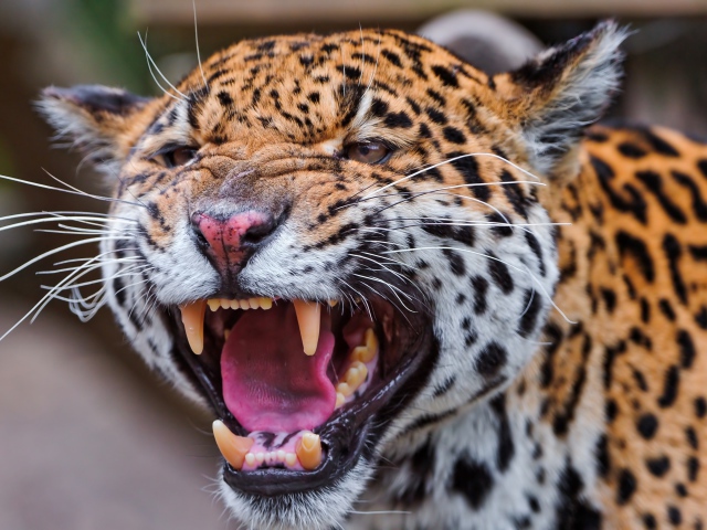 Агрессивный большой пятнистый леопард