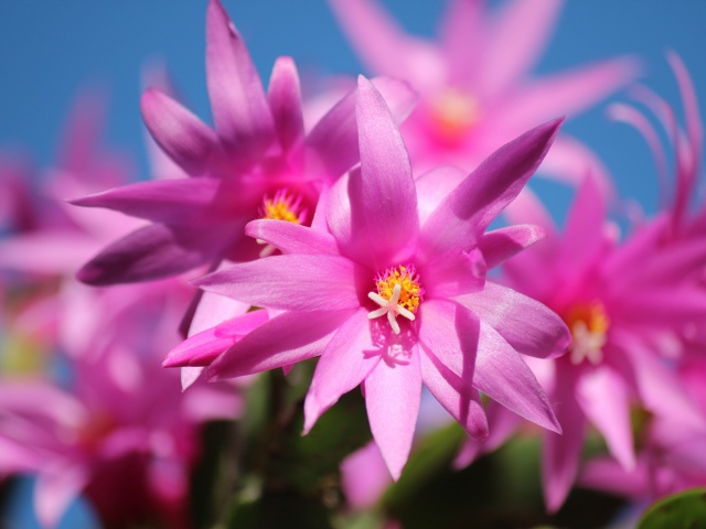 Красивые розовые цветы комнатного цветка декабрист