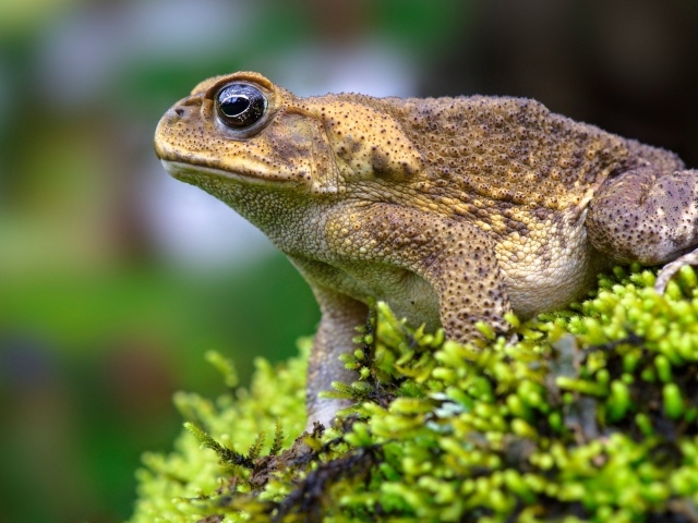 Большая жаба сидит на покрытом мхом камне