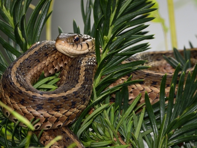 Змея сидит в зеленых ветках 